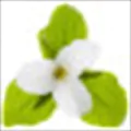 Trillium